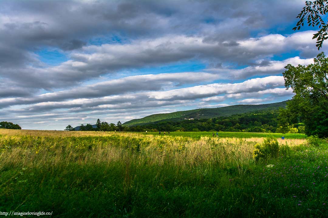 meadow in the trail